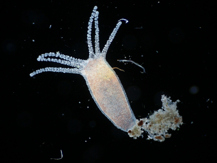 Kraken 11at