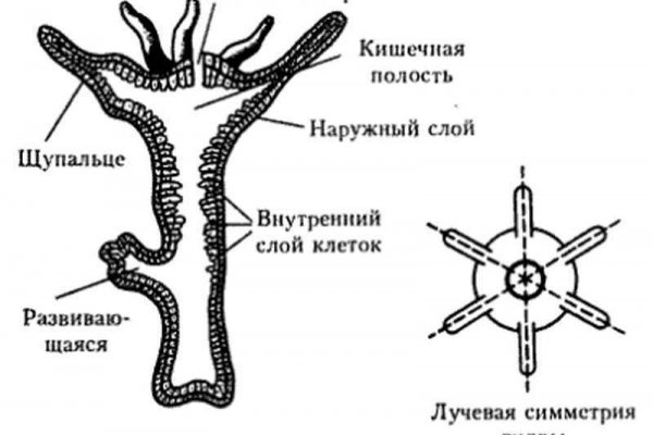 Кракен даркнет