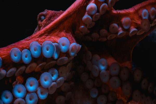 Сайт kraken darknet