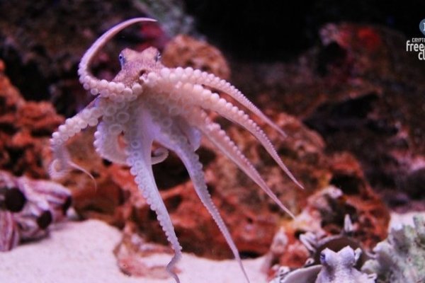 Kraken ссылка актуальная москва